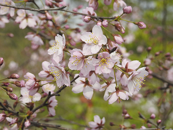 园林股份11个樱花新品种获植物新品种授权