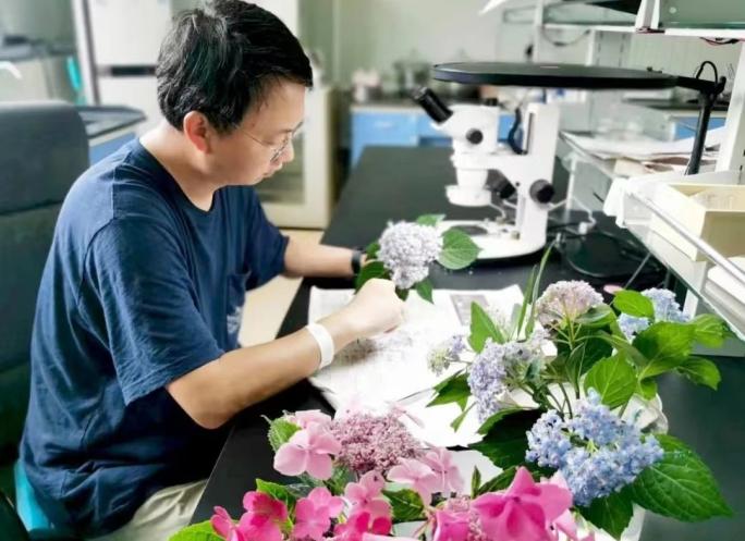 科技秀∣绣球小孢子母细胞减数分裂染色体行为及花粉特征研究取得进展